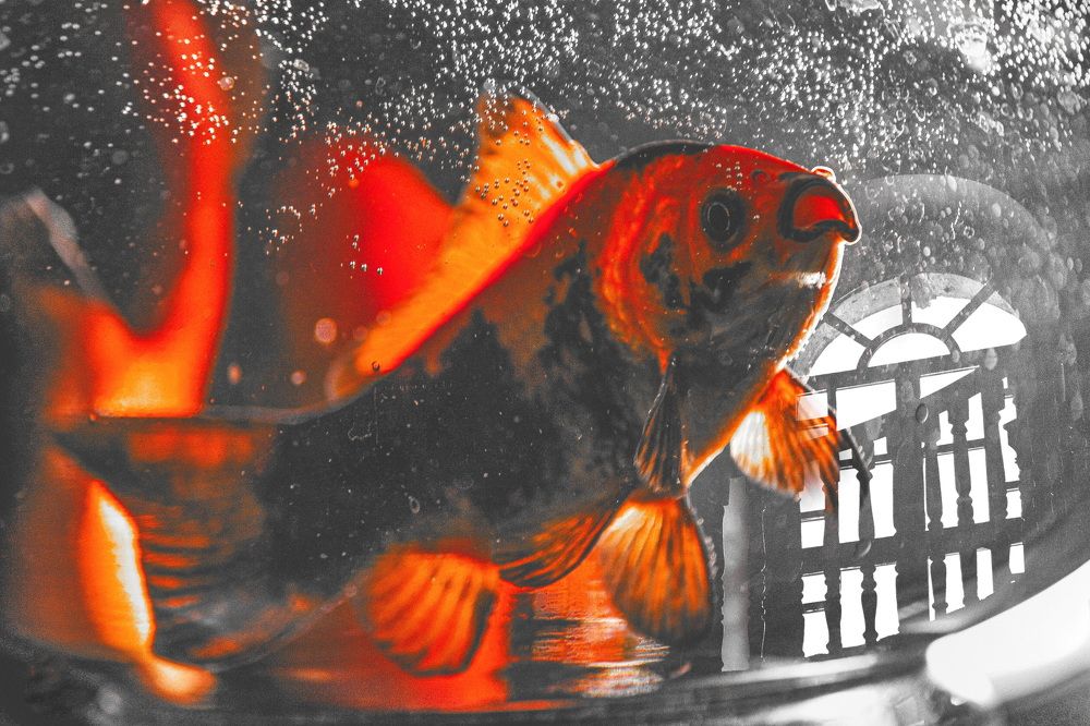 Photograph by DAMOUN POURNEMATI