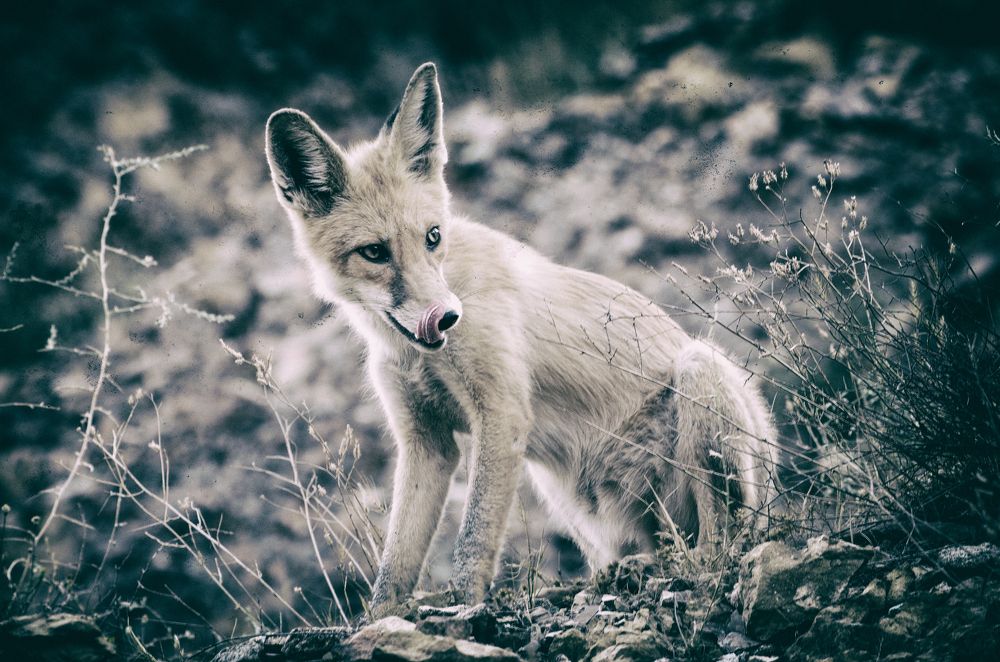 Photograph by DAMOUN POURNEMATI