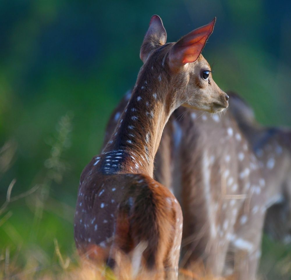 Photograph by Ansary