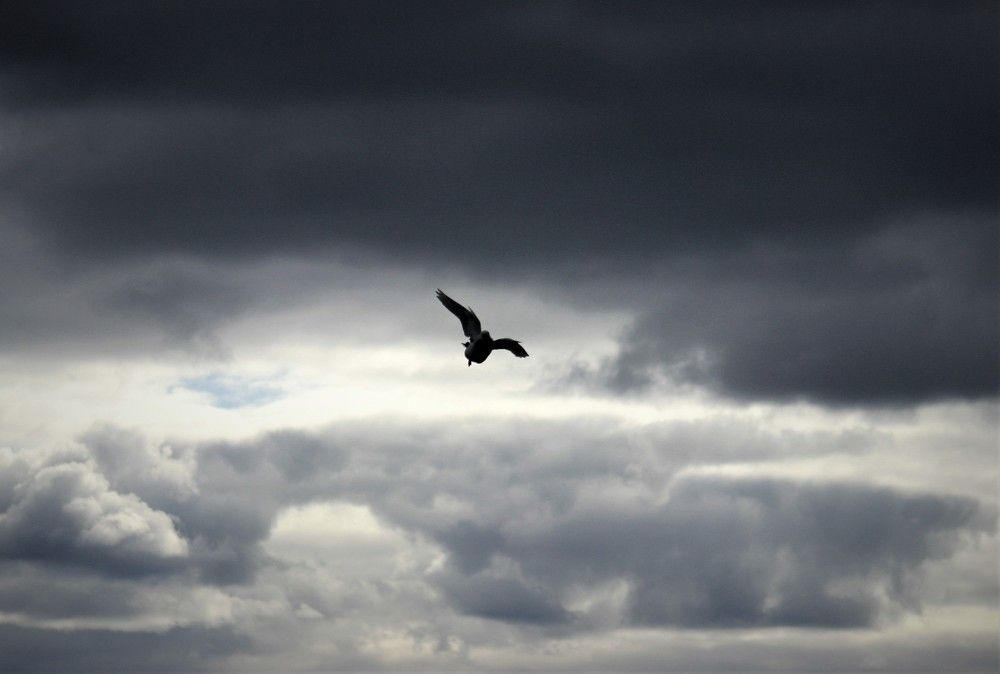 Фотография автора Светлана Терехова