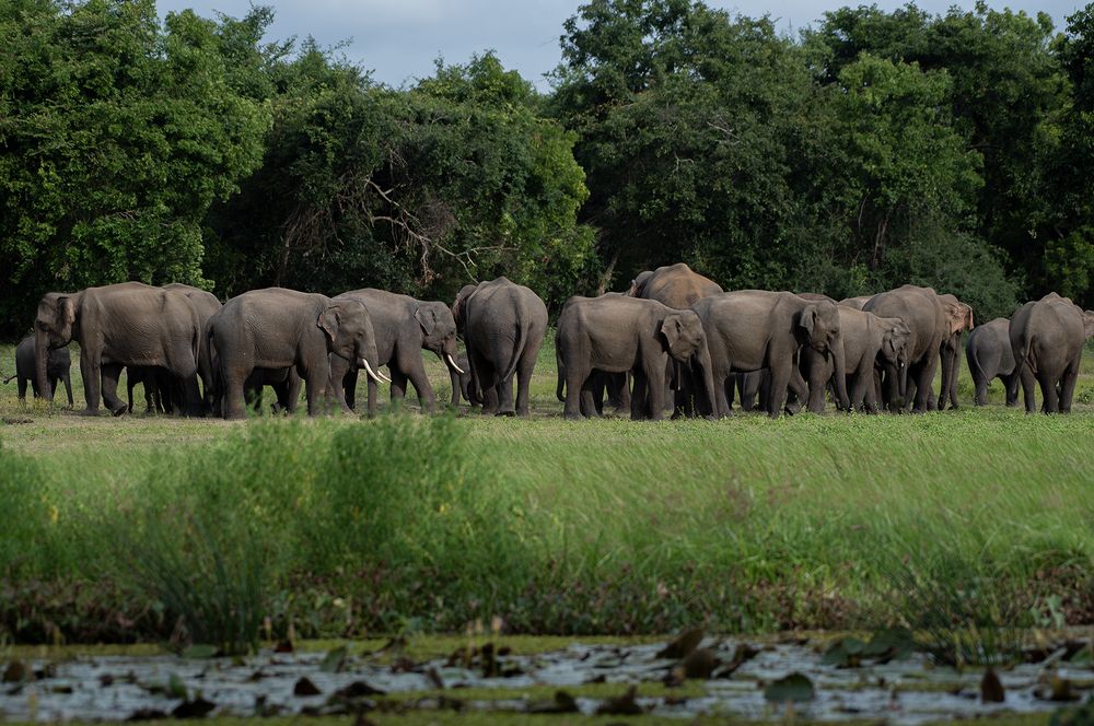 Photograph by SAMAN HALLOLUWA