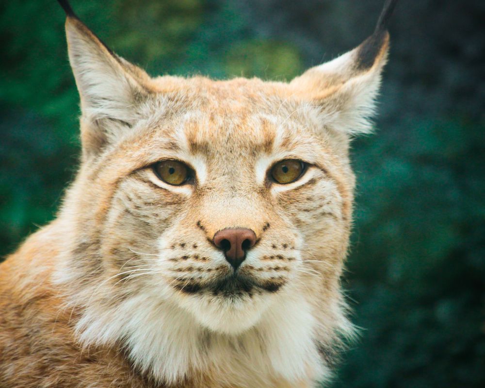 Фотография автора Elena Ku