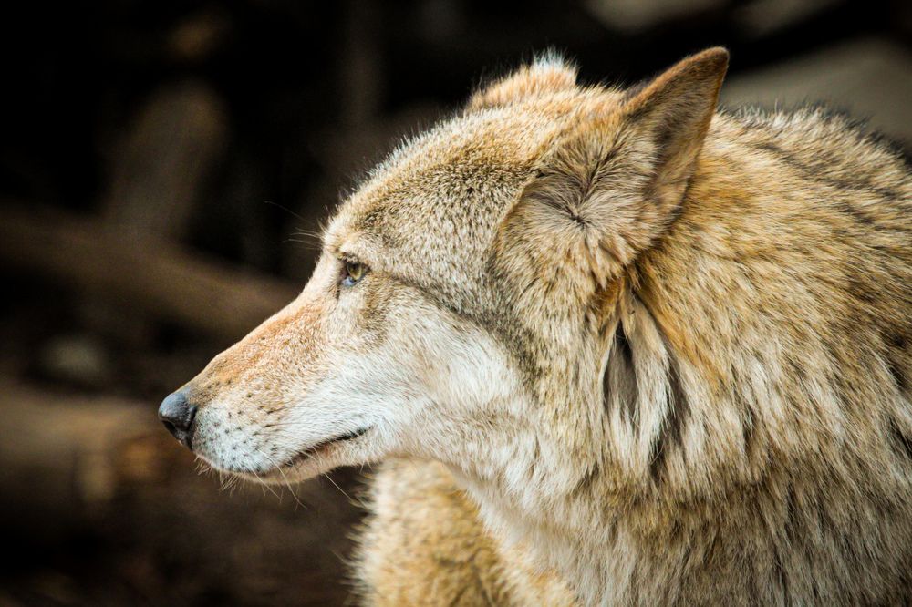 Фотография автора Elena Ku