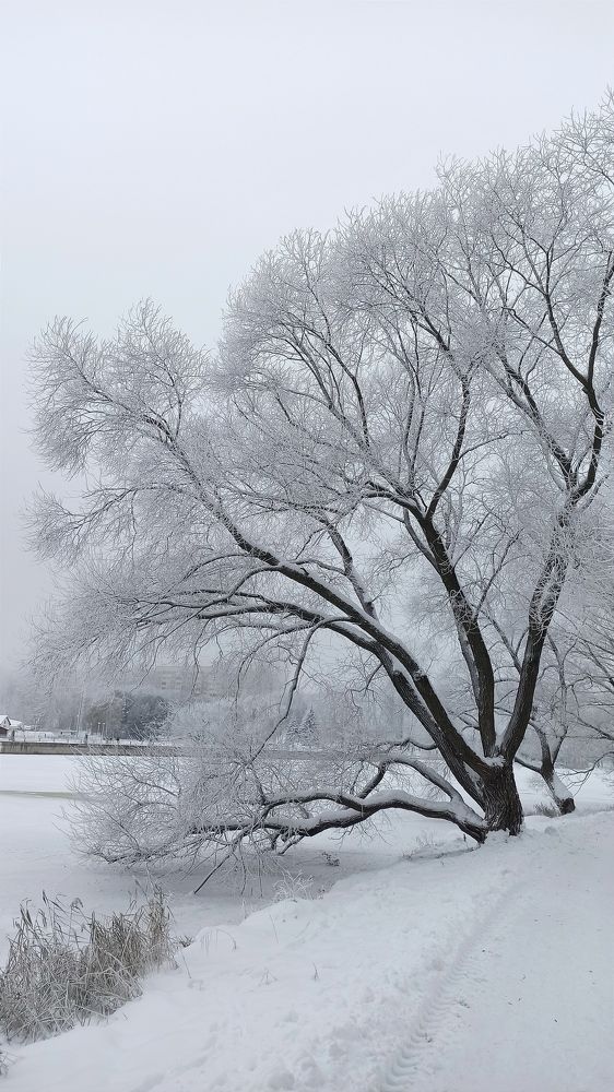 Photograph by Людмила Щуцкая