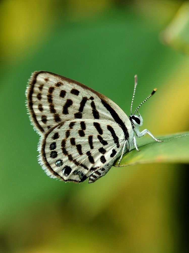Scientific name tarucus nara insects
