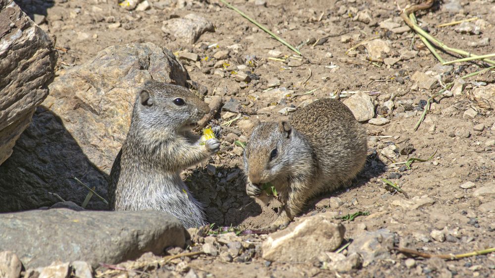 семейная трапеза