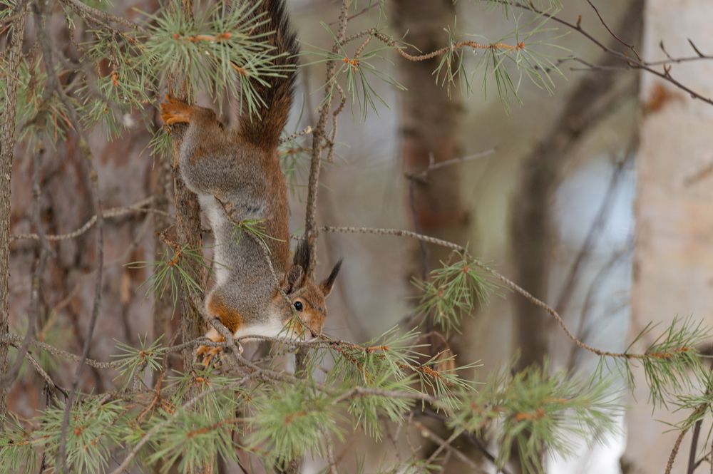 Верхолазка