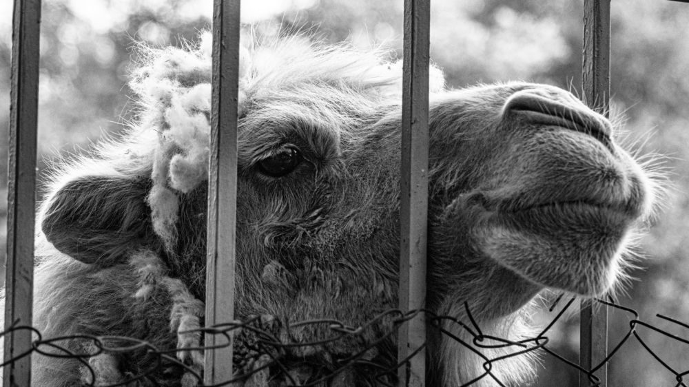 Photograph by Daler Ishankulov