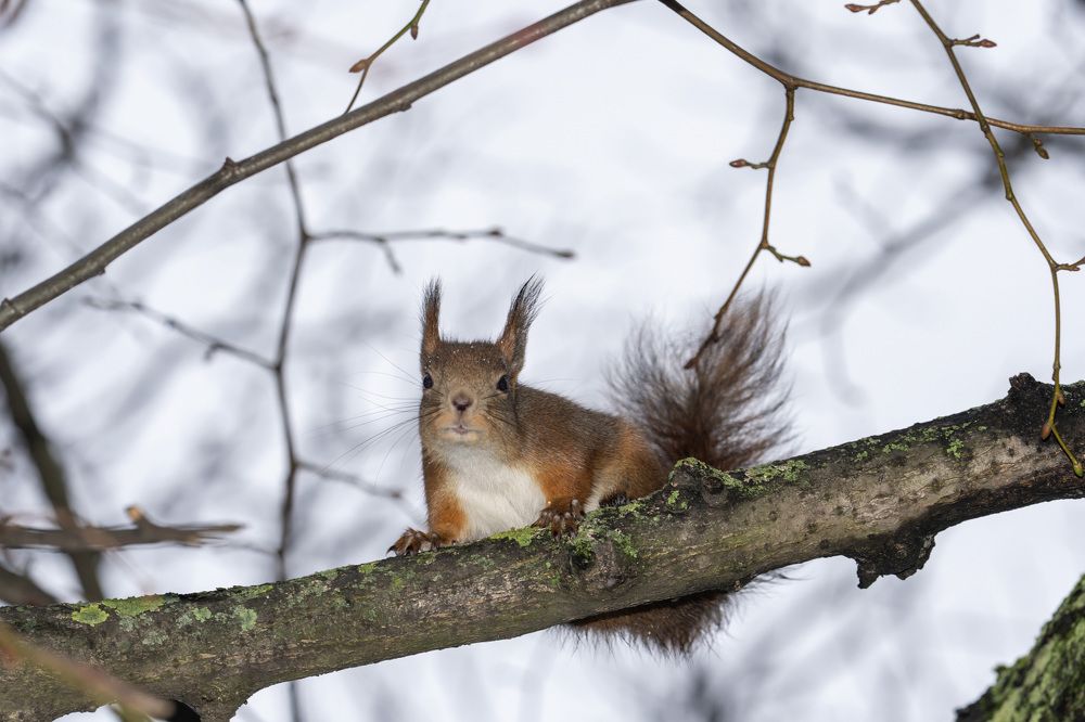Фотография автора Ruslan Badykov