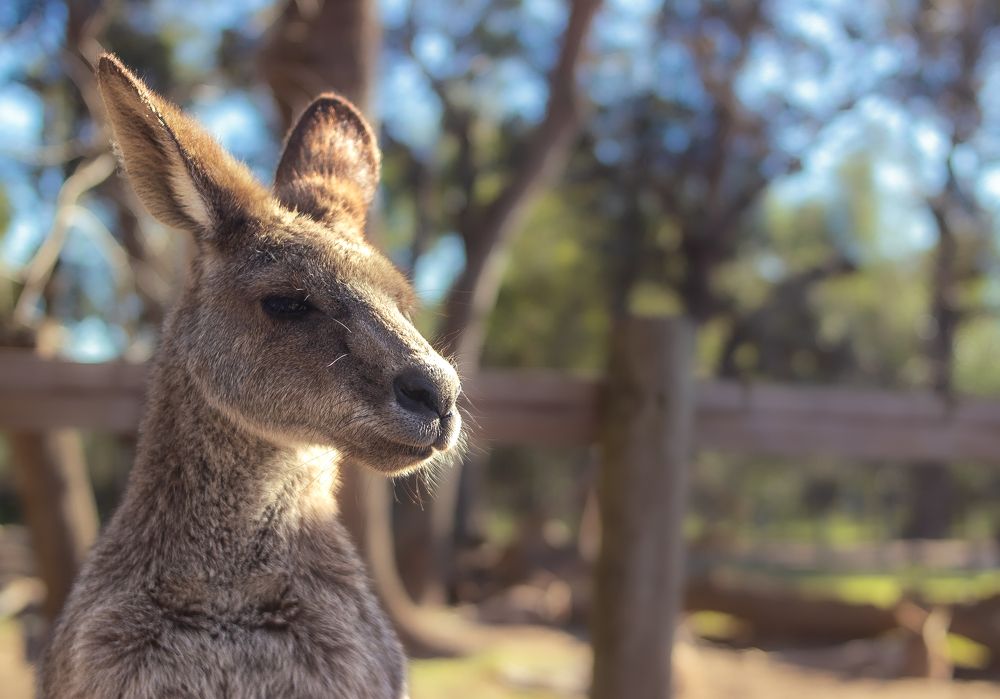 Фотография автора Alexander Pakhomov