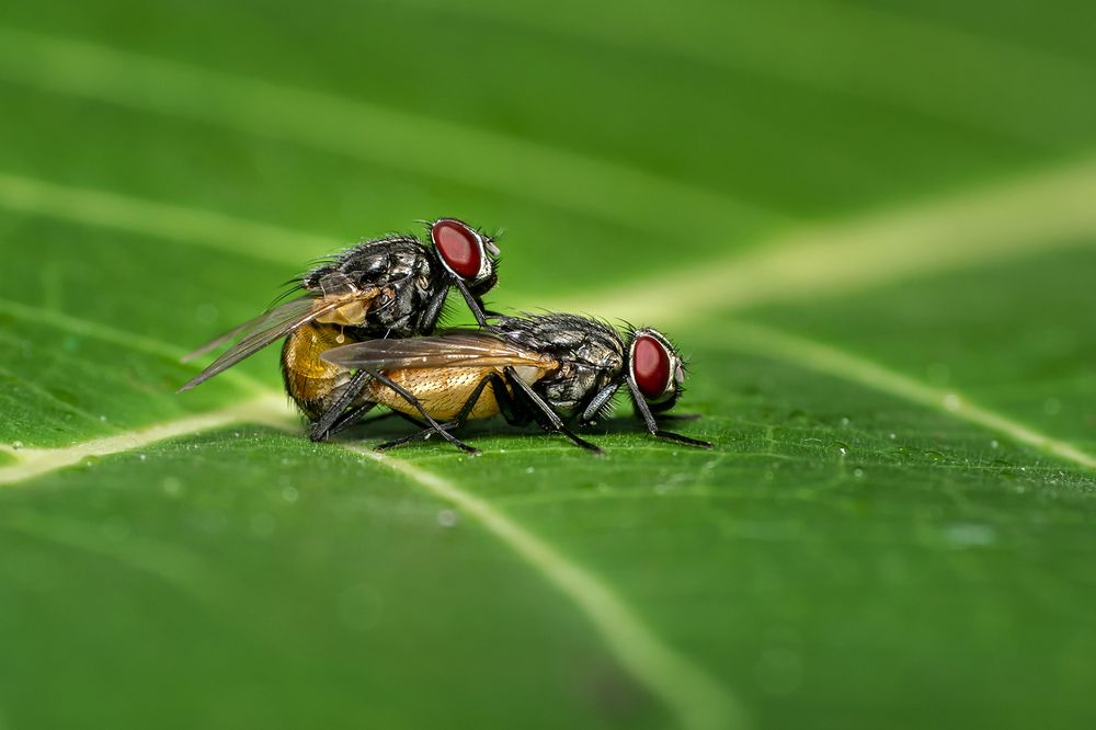 Mating