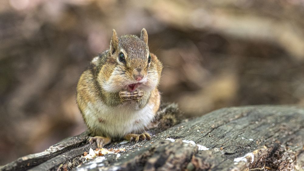 удивительное рядом