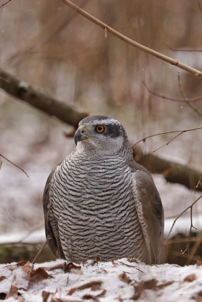 Photograph by Наталья Гайдукевич