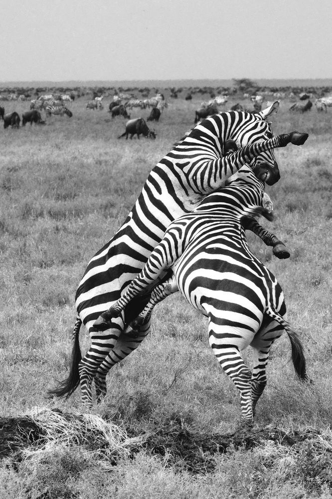 Photograph by Paolo Mola