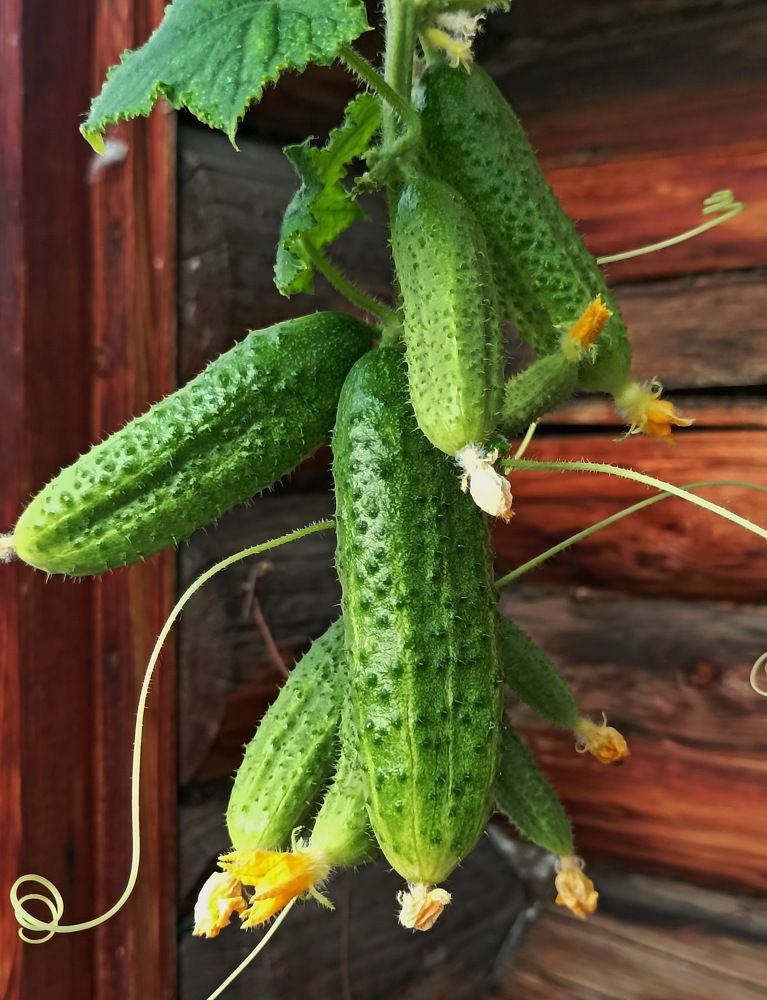 Photograph by Сергей Петров