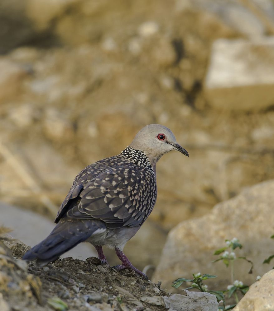 Spotted Dove