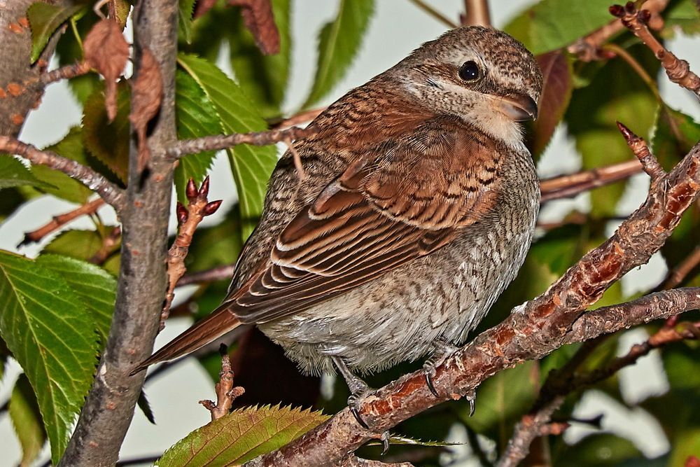 Photograph by Салах Мадаев