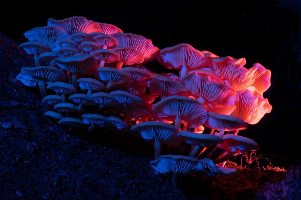 Найдите паучка