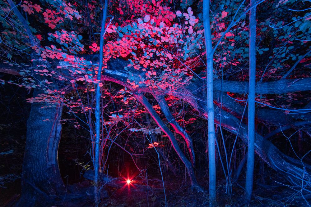 Лесные существа