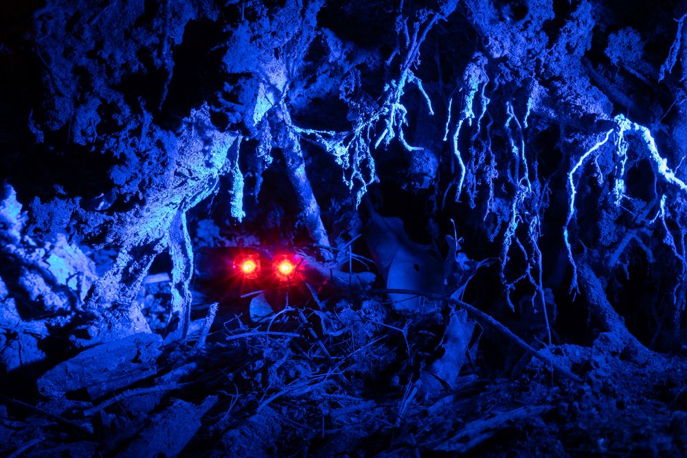 Лесные существа 2