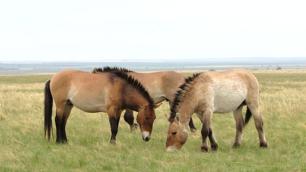 Лошади Пржевальского