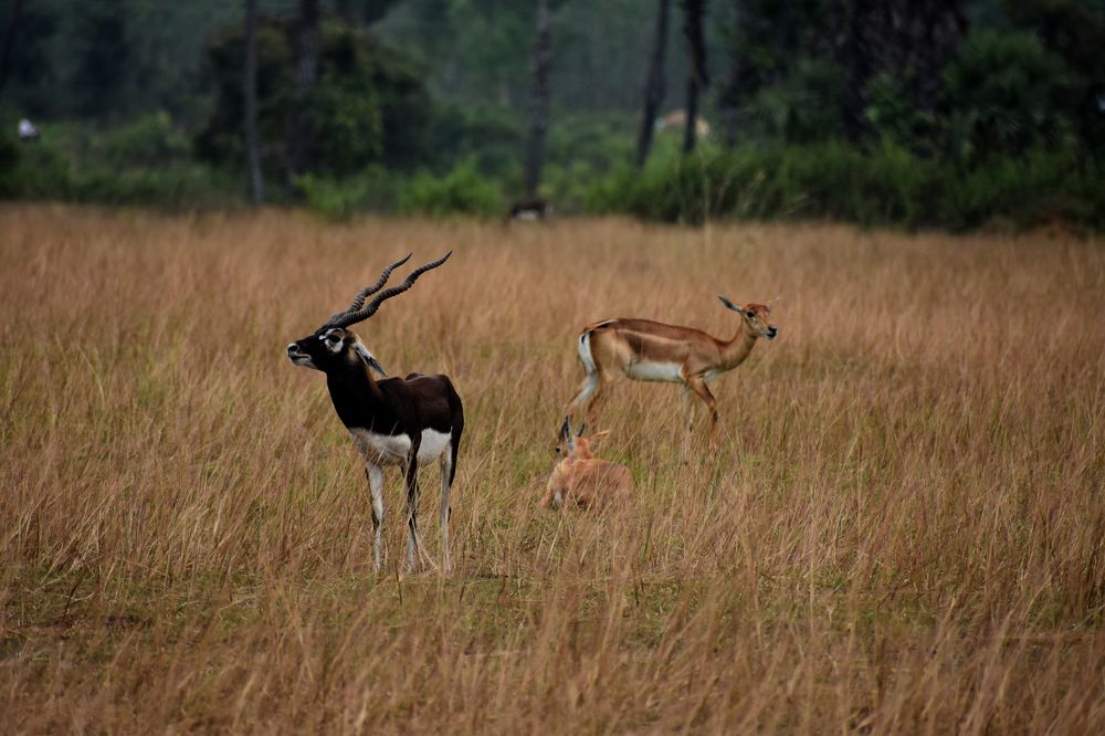 Black Buck