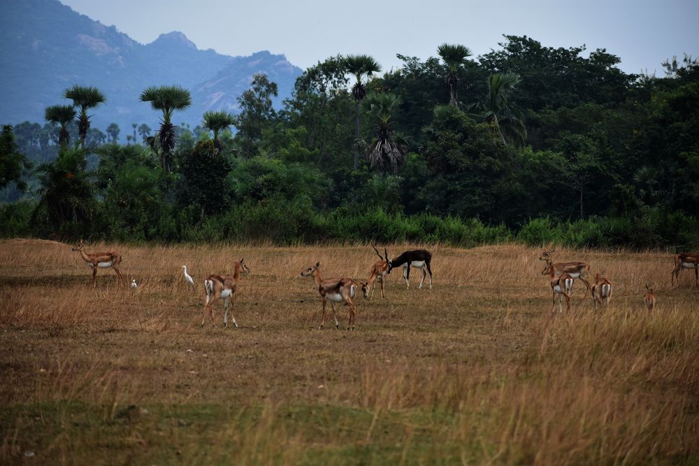 Black Buck Family