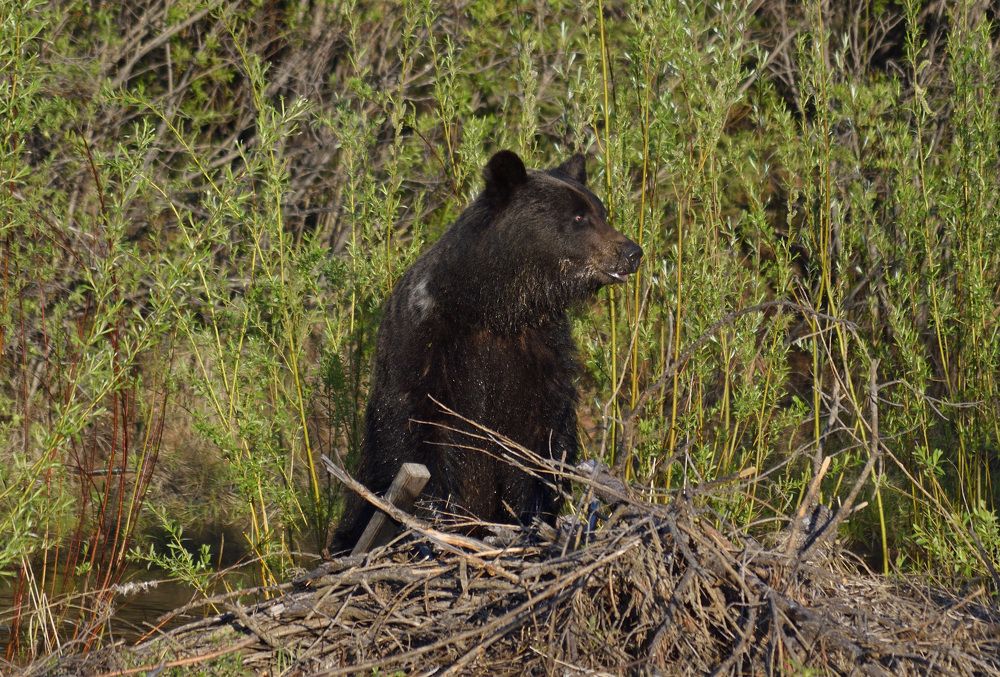 Photograph by Илья Сандлер