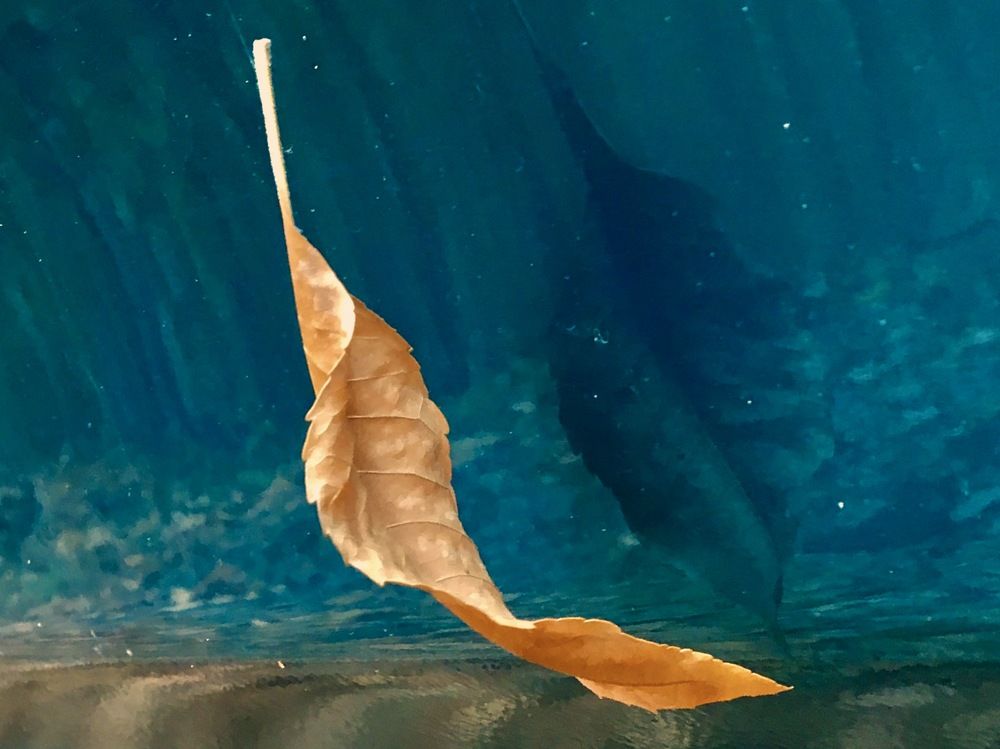 Photograph by Елена Ким