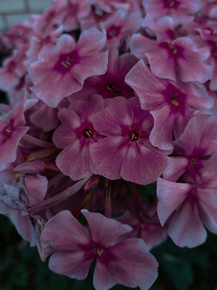Photo #9959780