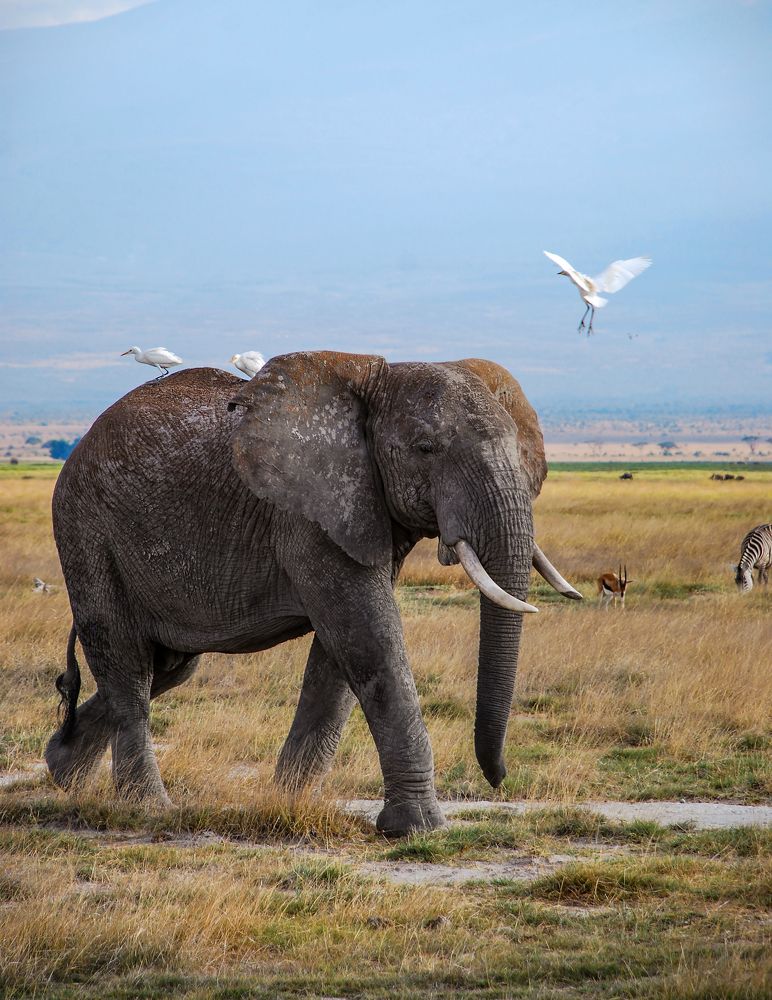 Фотография автора Рохмистрова Мария