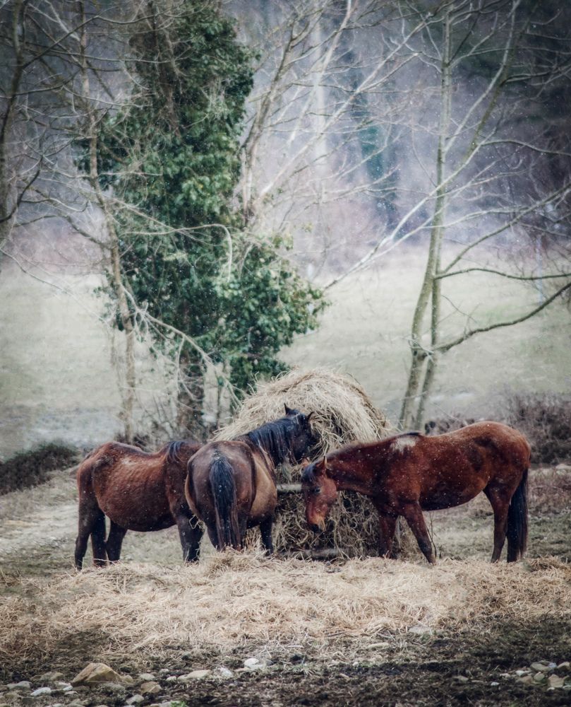Фотография автора Константин Яковлев