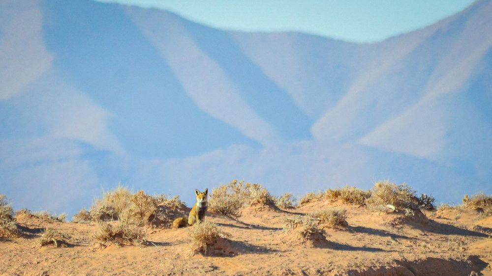 Фотография автора Abdou Bekhedda