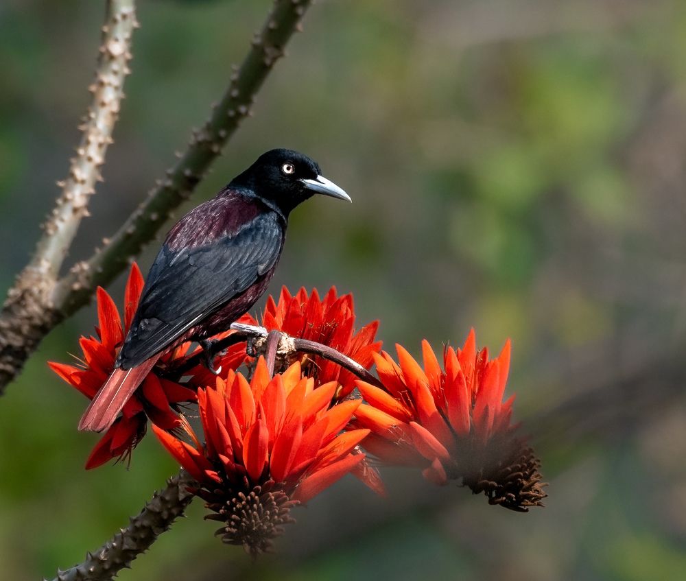 The bird & the flower!!