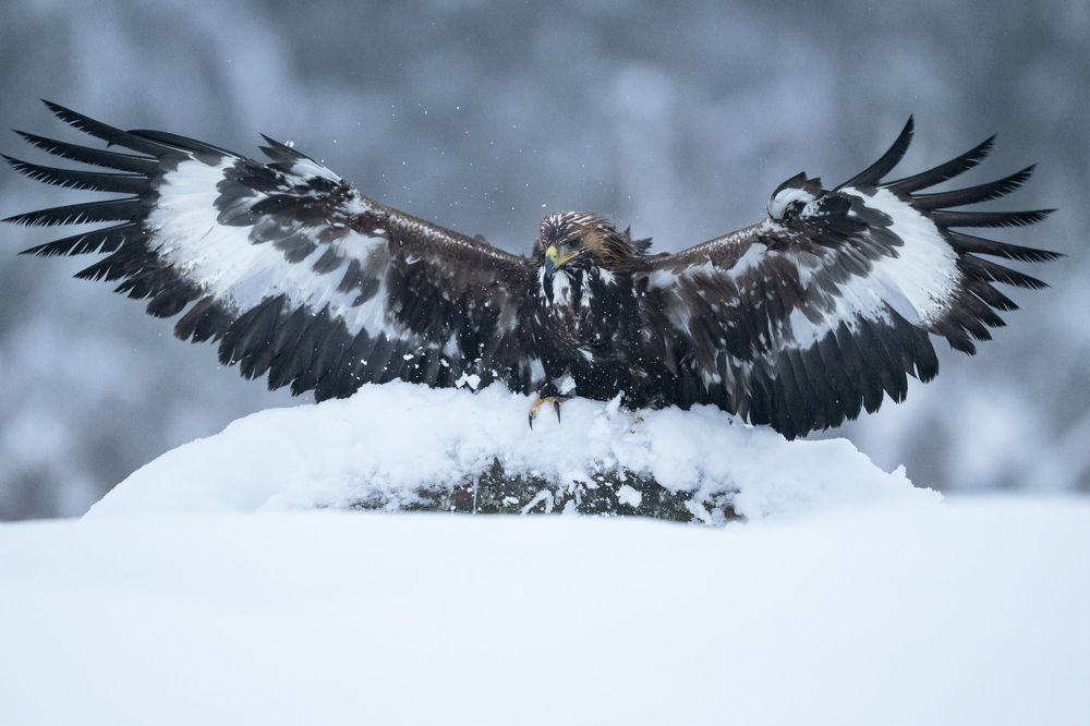 Photograph by Ernestas Balcikonis