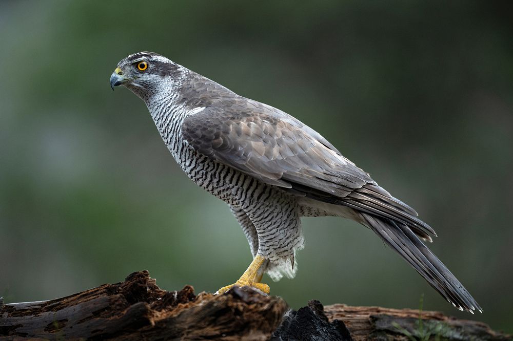 Photograph by Ernestas Balcikonis