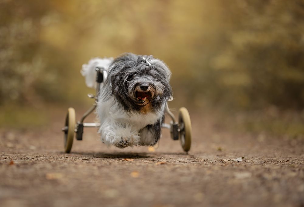 Photograph by Yong Lei van Barlingen