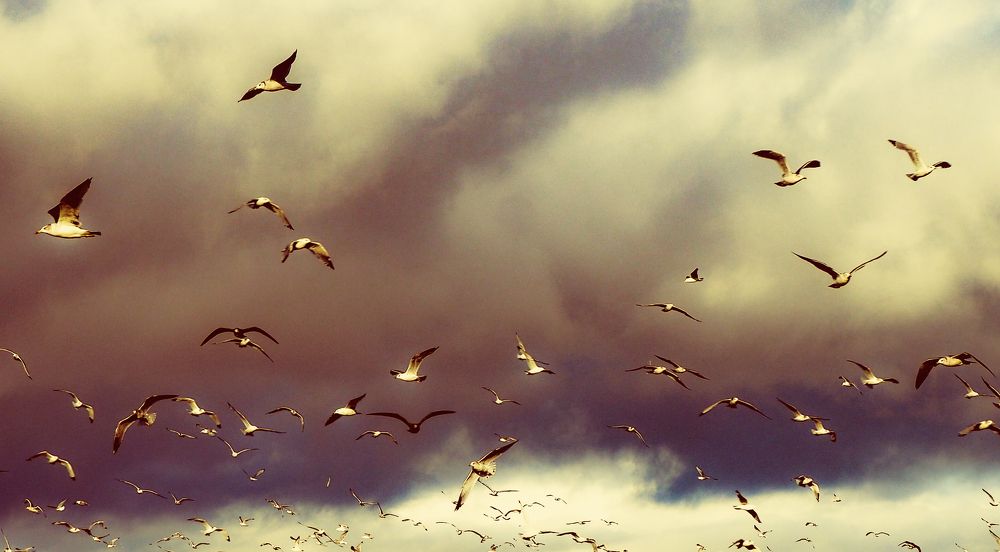 Фотография автора Olena Vorotyntseva