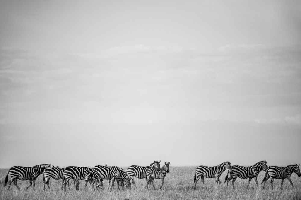 Zebras
