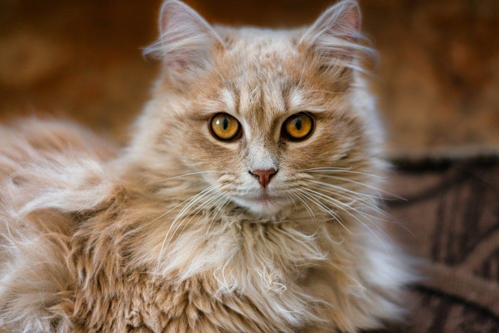 Photograph by Игорь Еремеев