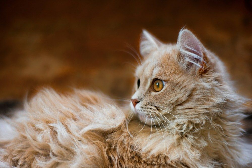 Photograph by Игорь Еремеев