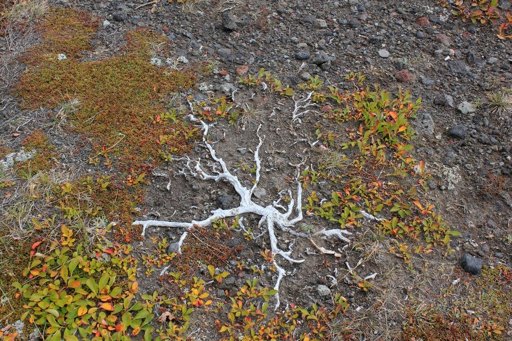 Photograph by Olga Bagaeva