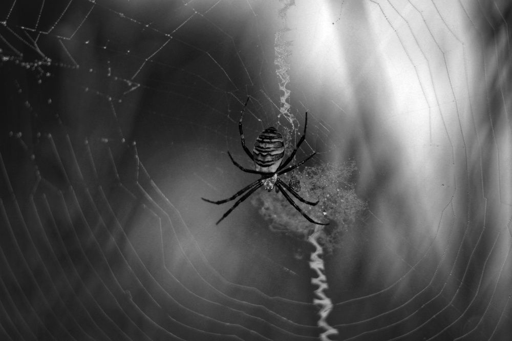 Парашютист