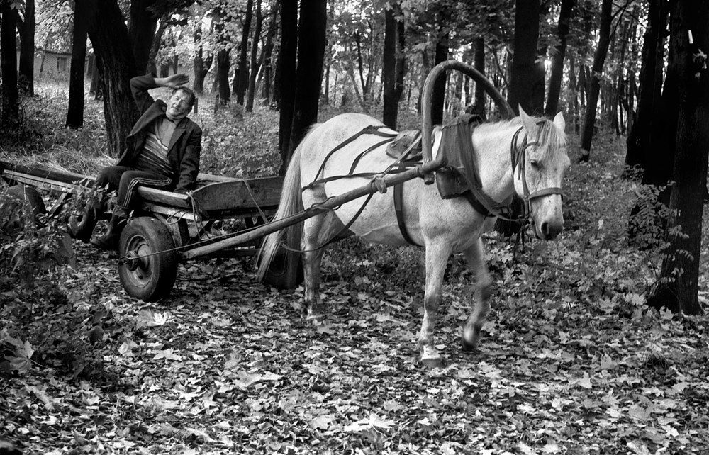 Запрягу лошадку белую.