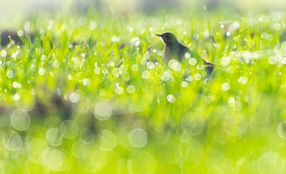 Photograph by Amrit Raj Sarkar