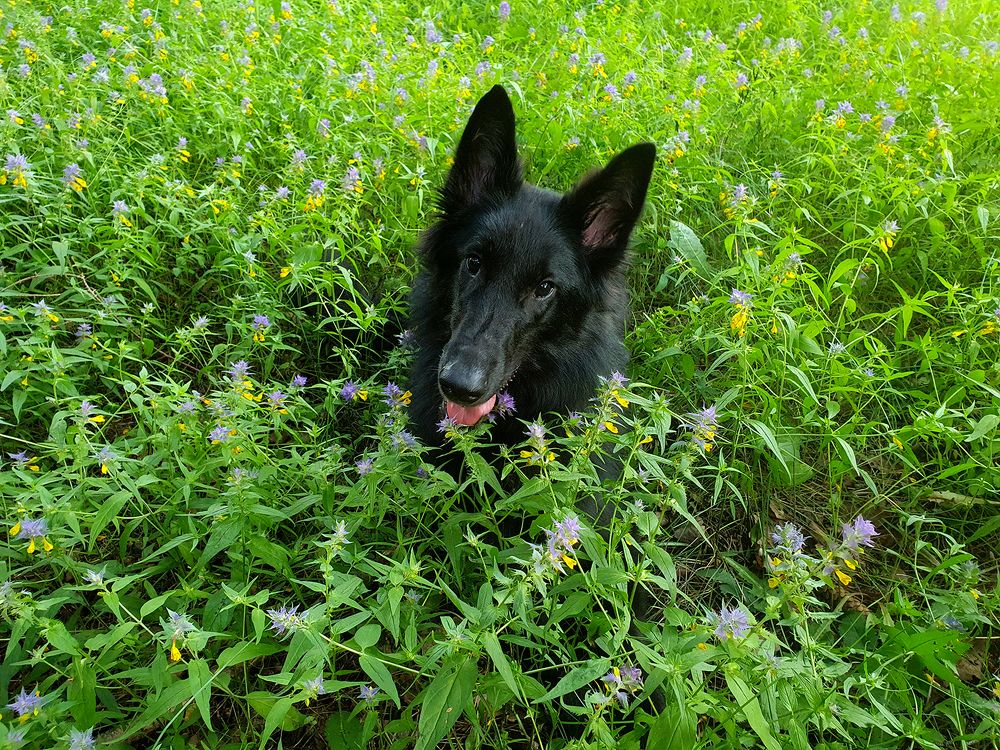 Фотография автора Надежда Лисицына