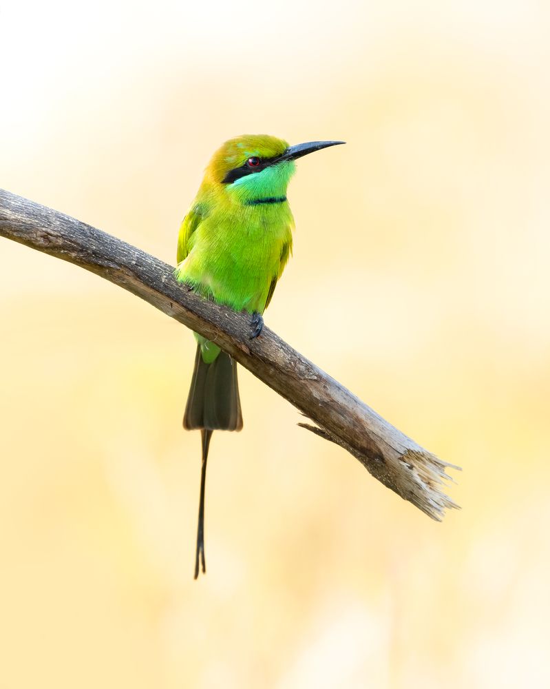 Photograph by Amrit Raj Sarkar