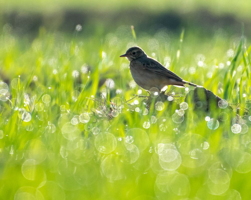 Photograph by Amrit Raj Sarkar