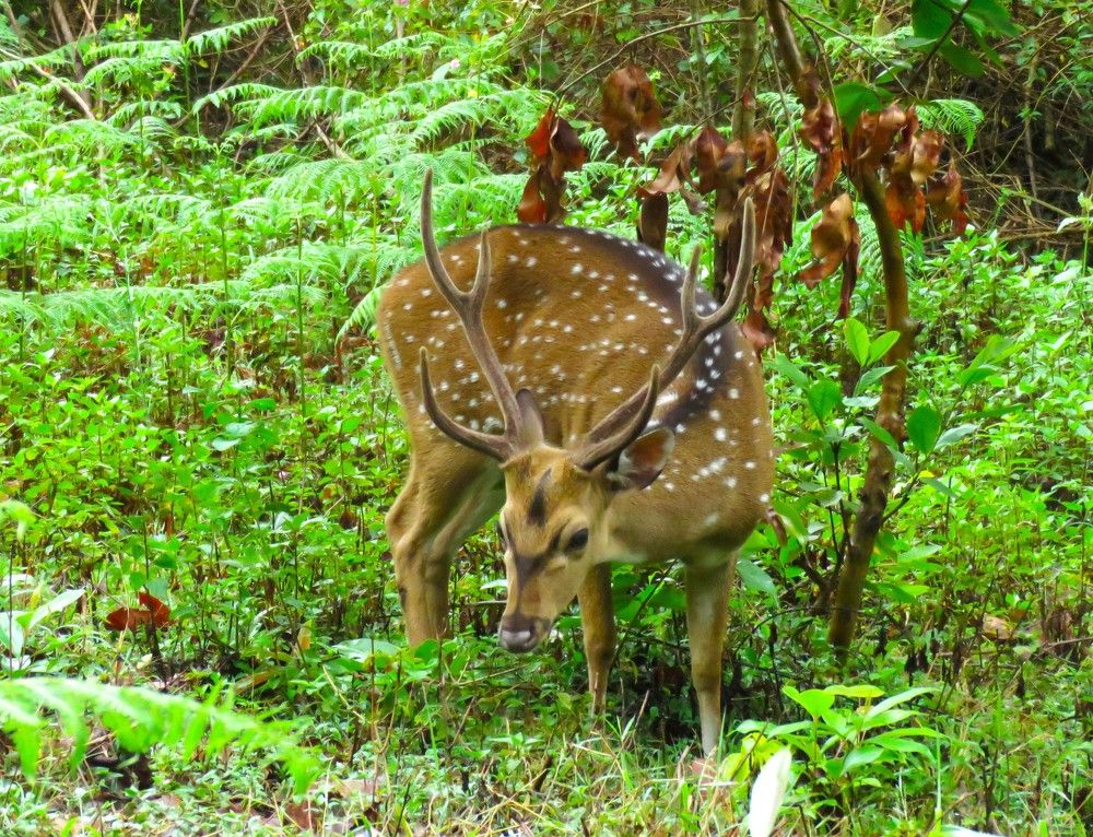 Male deer looks on at close range