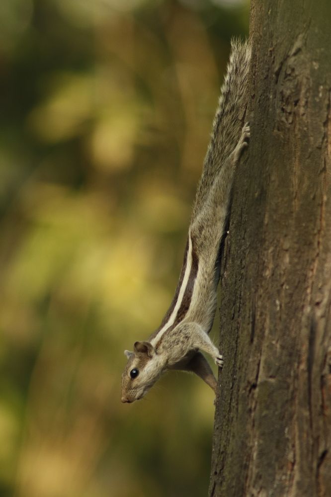 Photograph by Washiful Majid